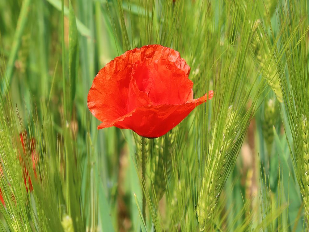 Mohnblüte im Kornfeld