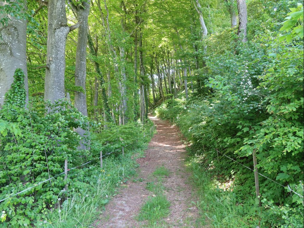 Waldweg