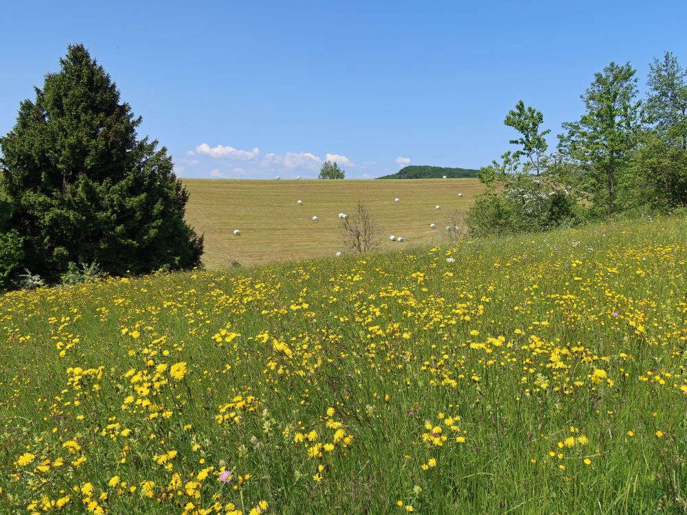 blühende Wiese