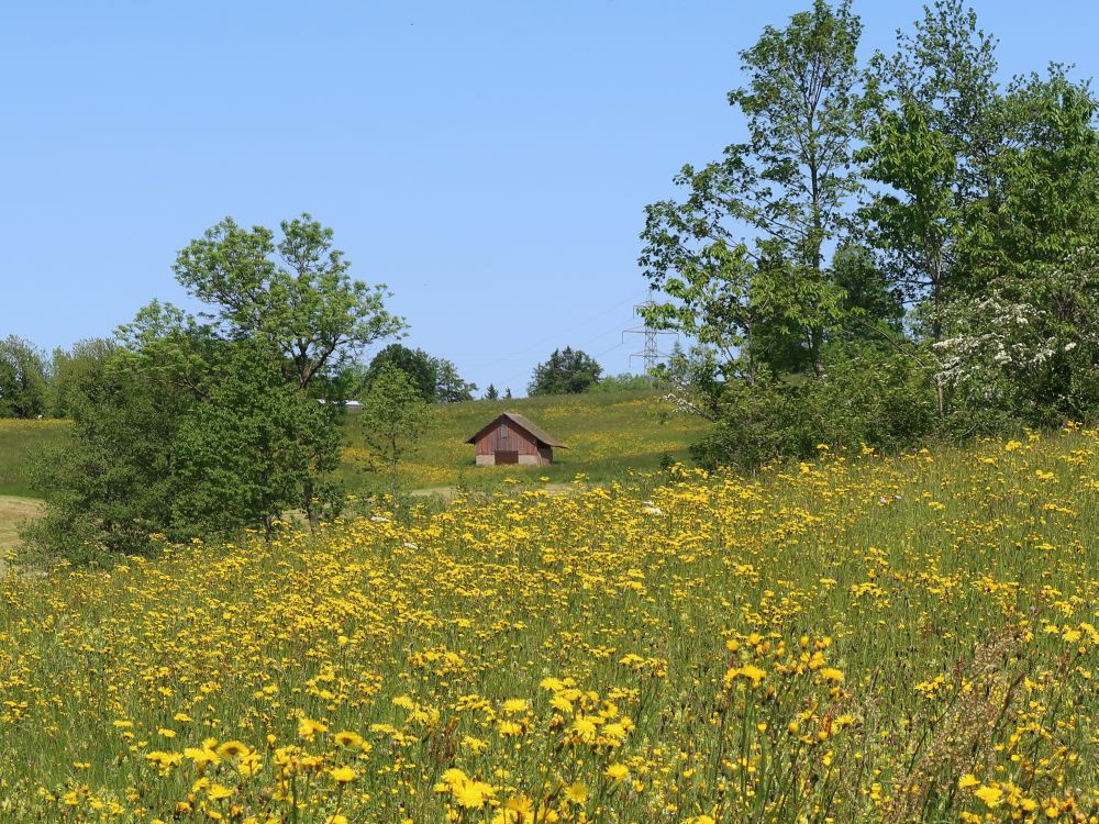 blühende Wiesen mit Hütte