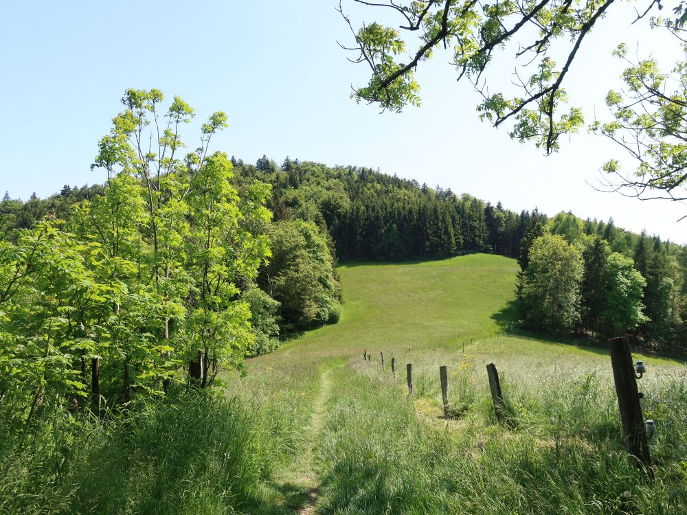 Wiesenpfad