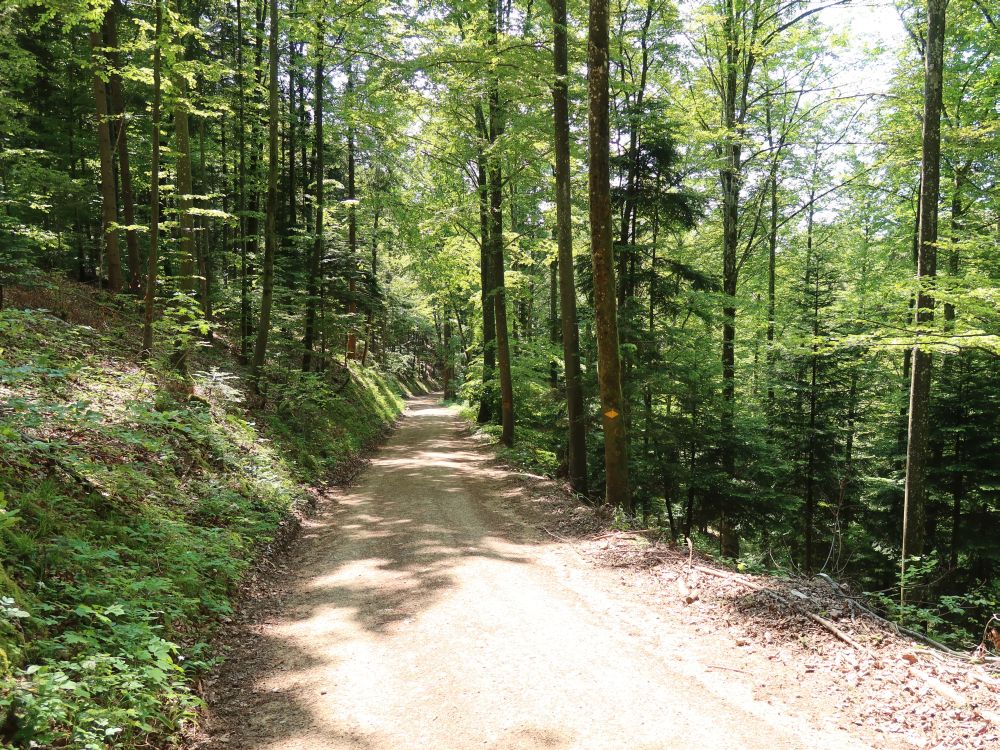 Waldweg