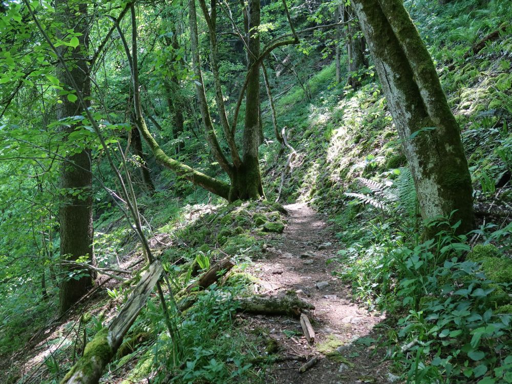 Waldpfad