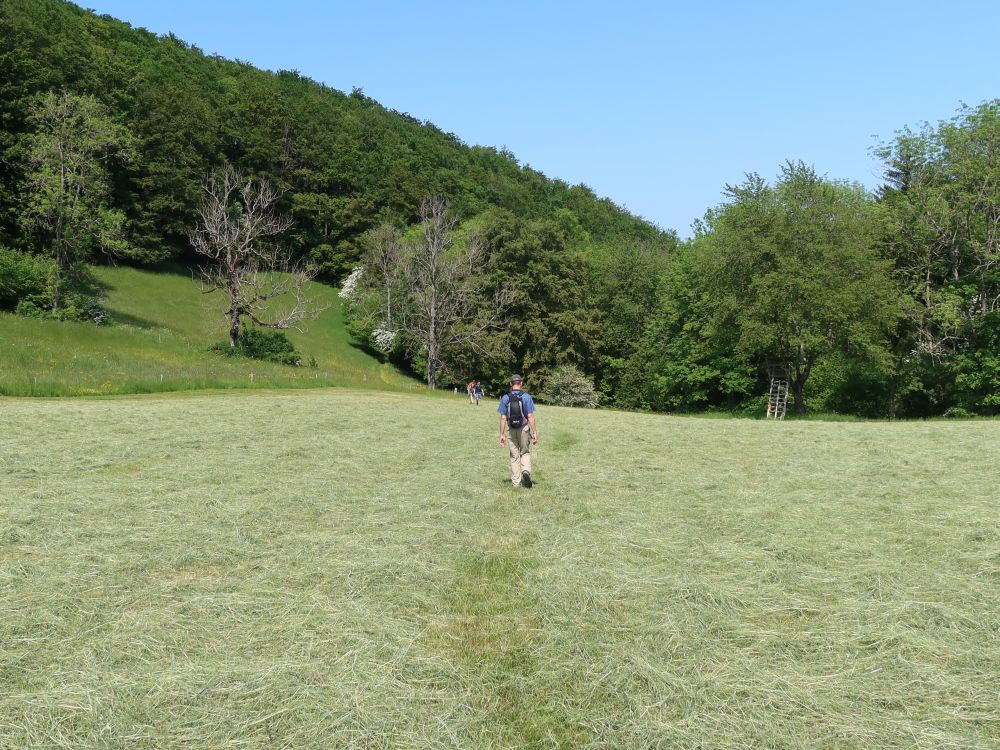 Pfad über gemähte Wiese