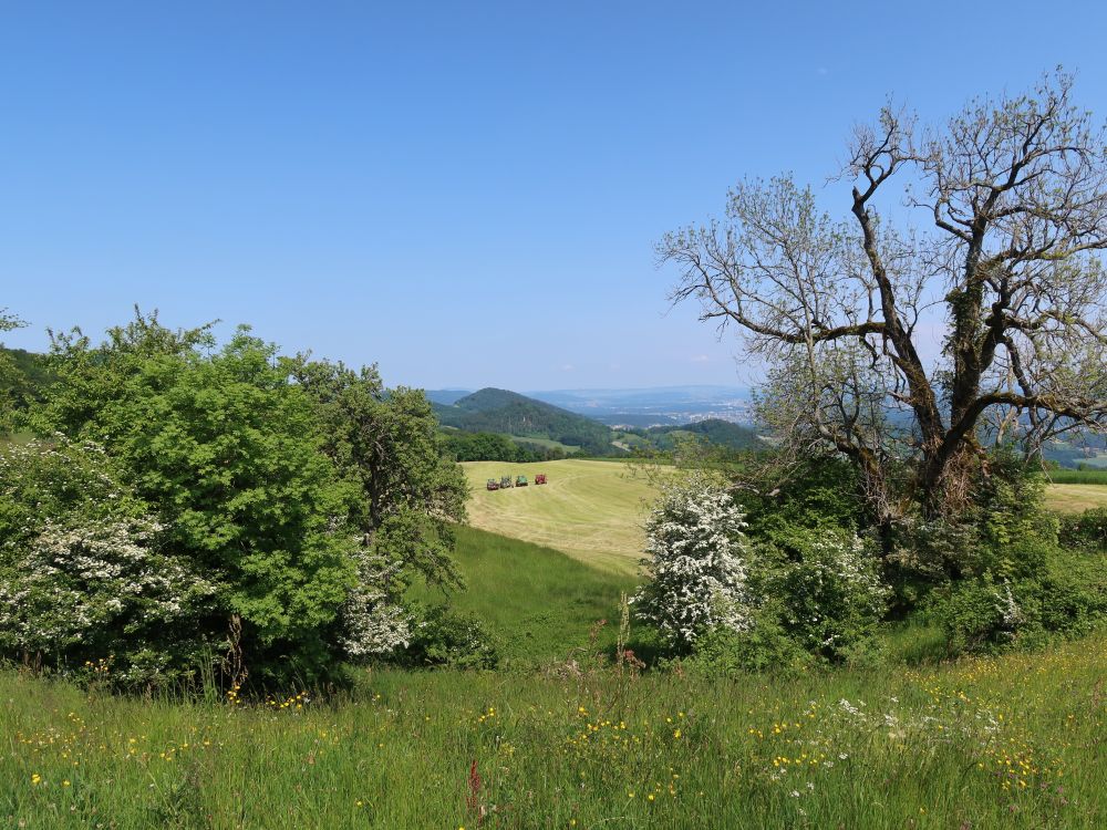 Wiesenlandschaft bei Burg