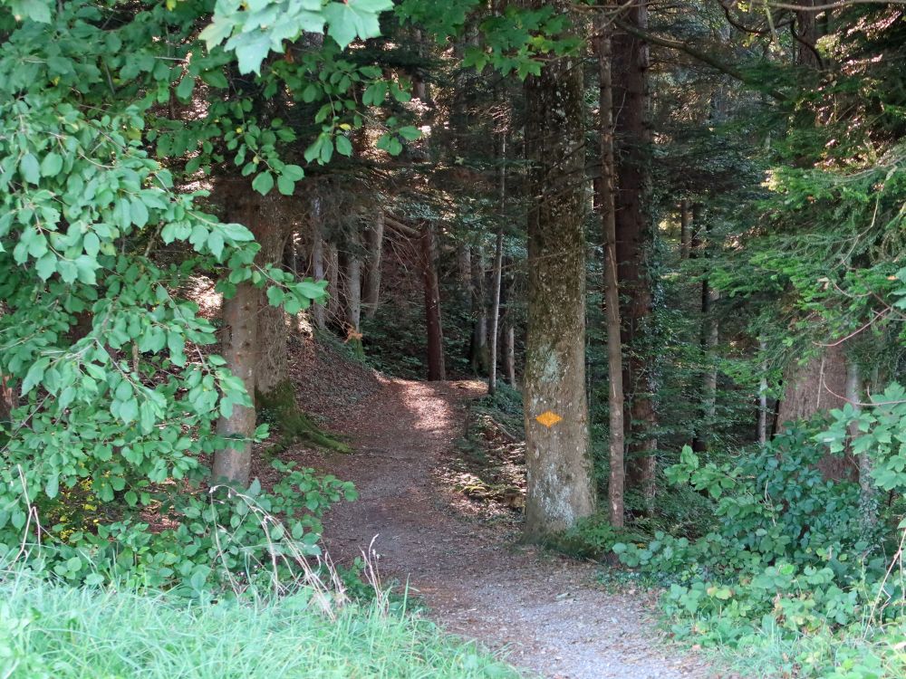 Waldweg