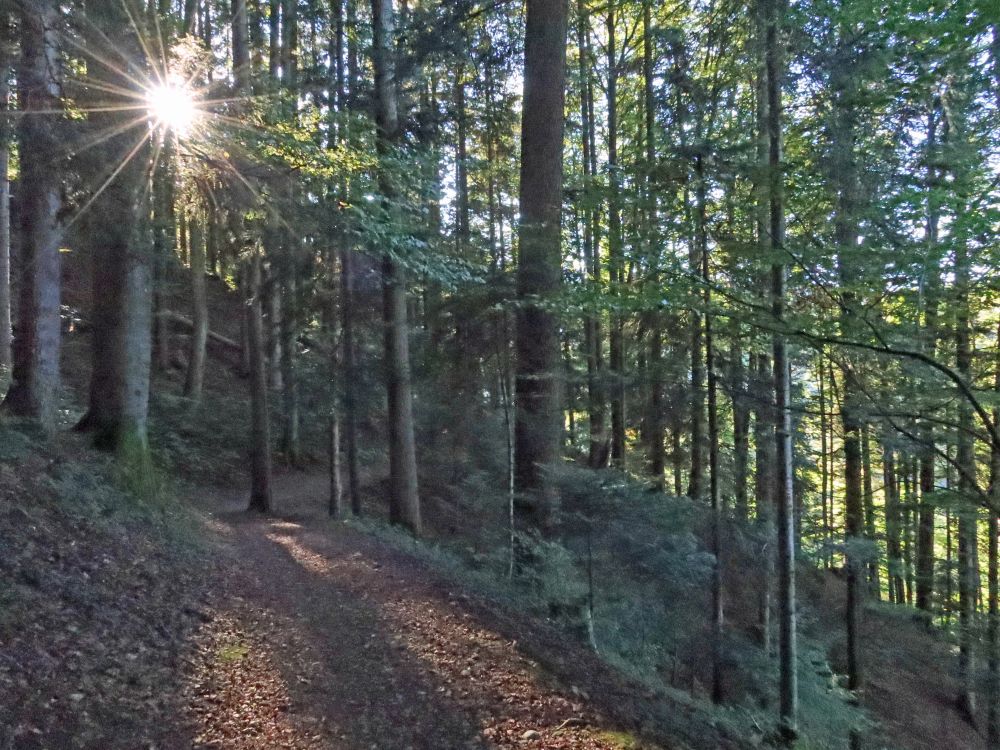 Waldweg mit Gegenlicht