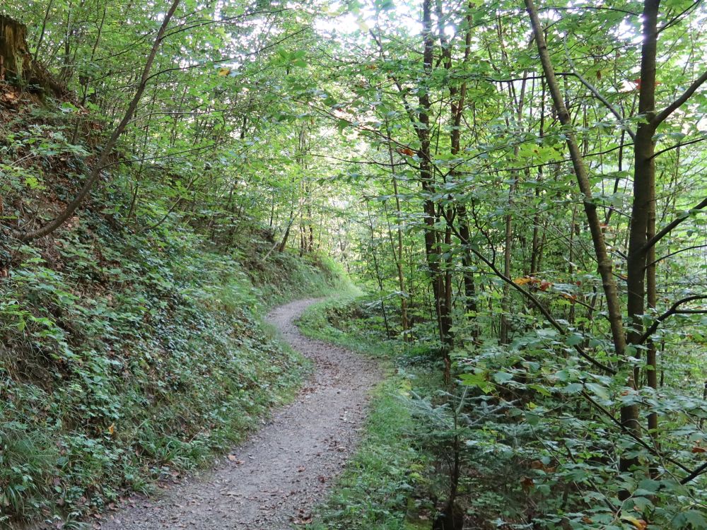 Waldpfad im Wissenbachholz