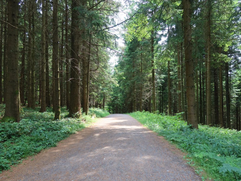 Waldweg