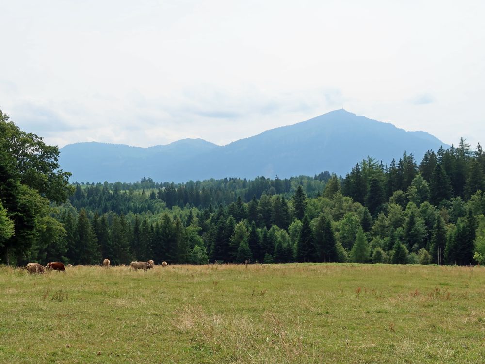 Kühe und Rigi