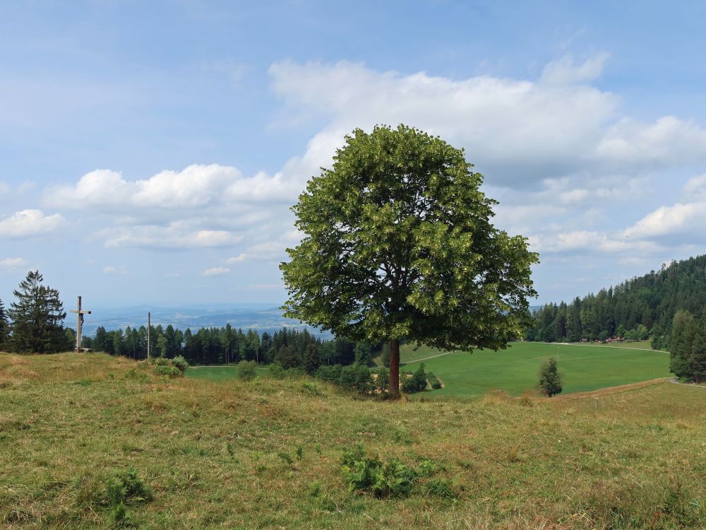 Linde und Kreuz mit Sitzbank