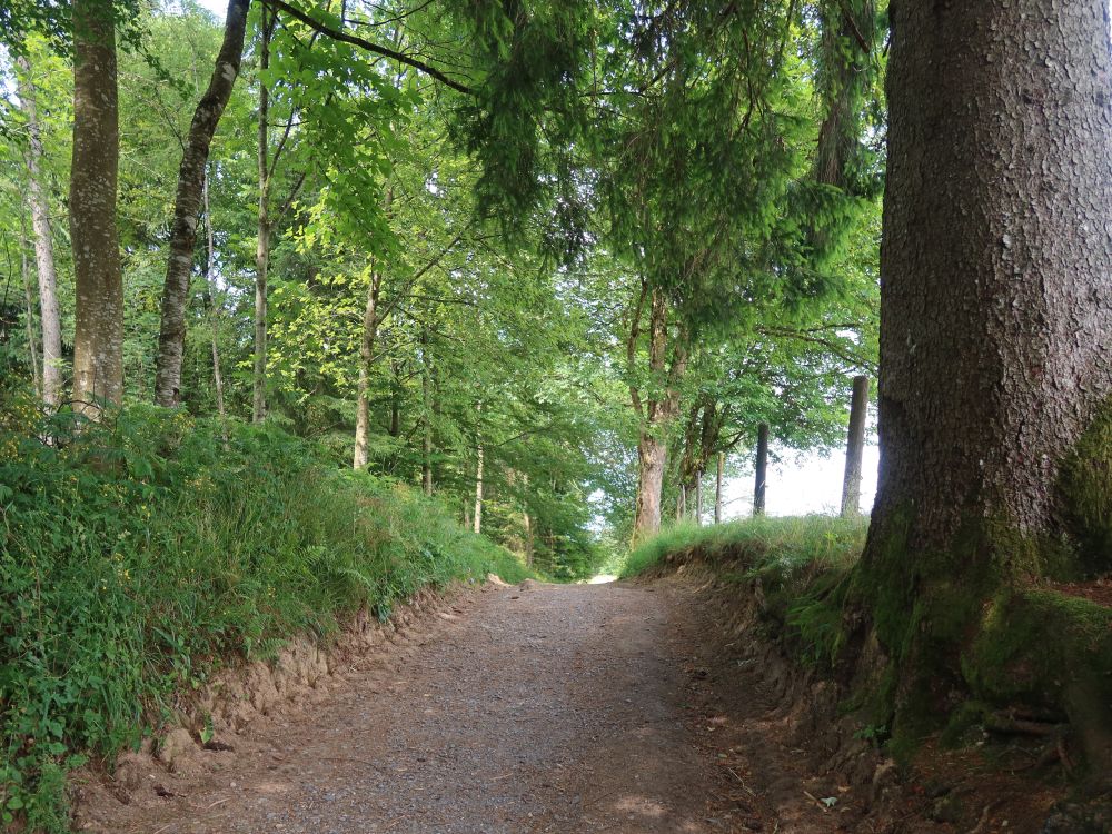 Waldweg