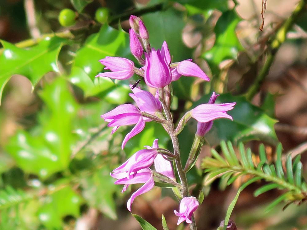 Orchidee - Rotes Waldvögelein