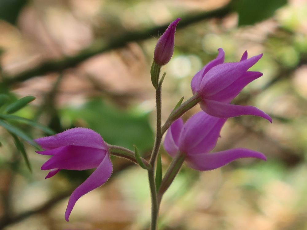 Orchidee - Rotes Waldvöglein