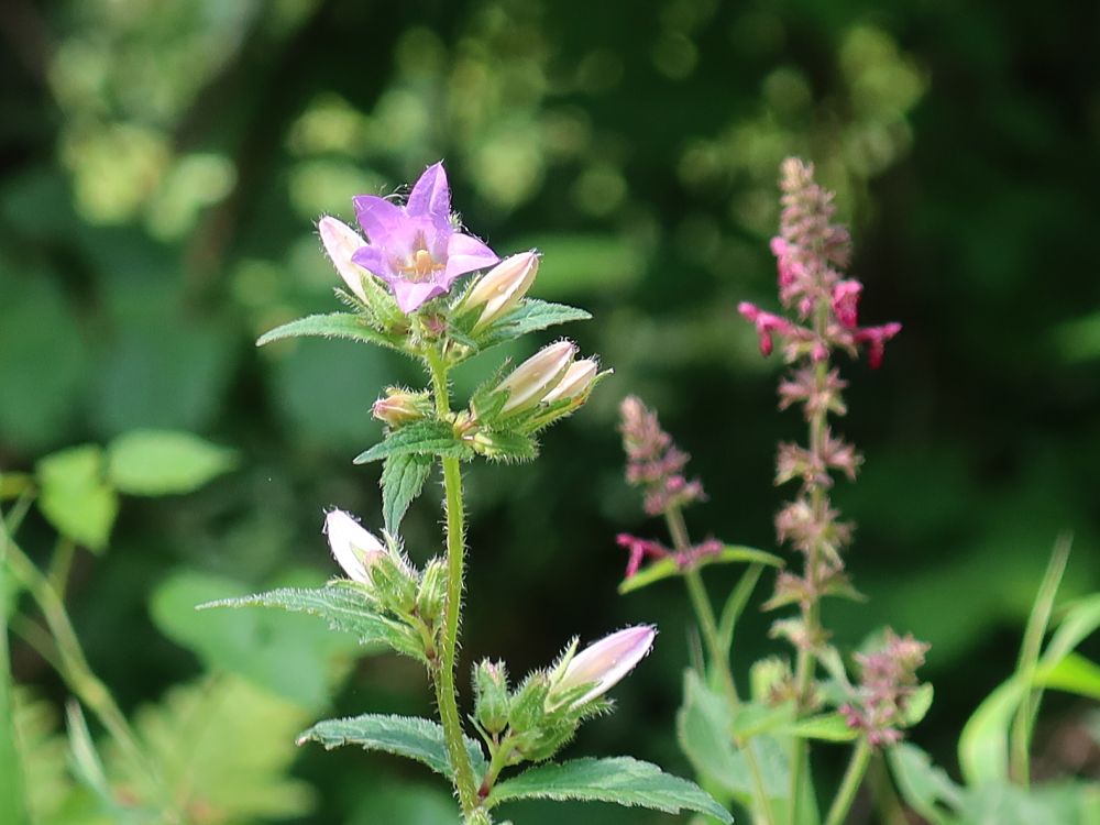 Glockenblume