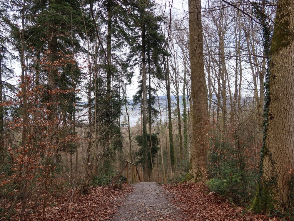 Zürichsee hinter Bäumen