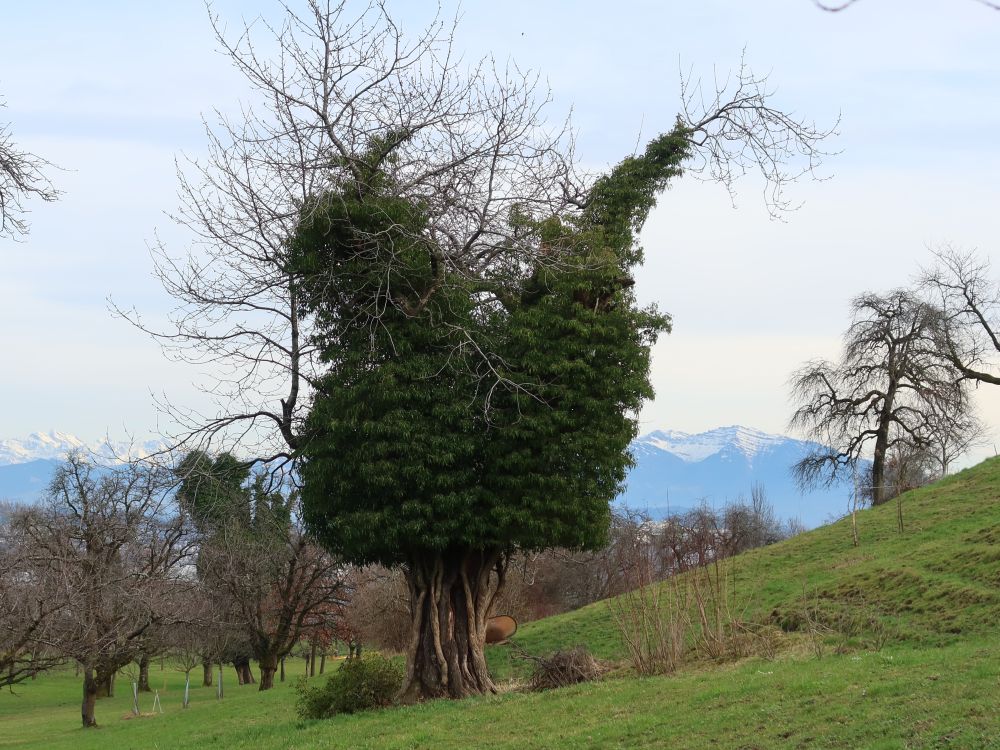 Baumparasiten