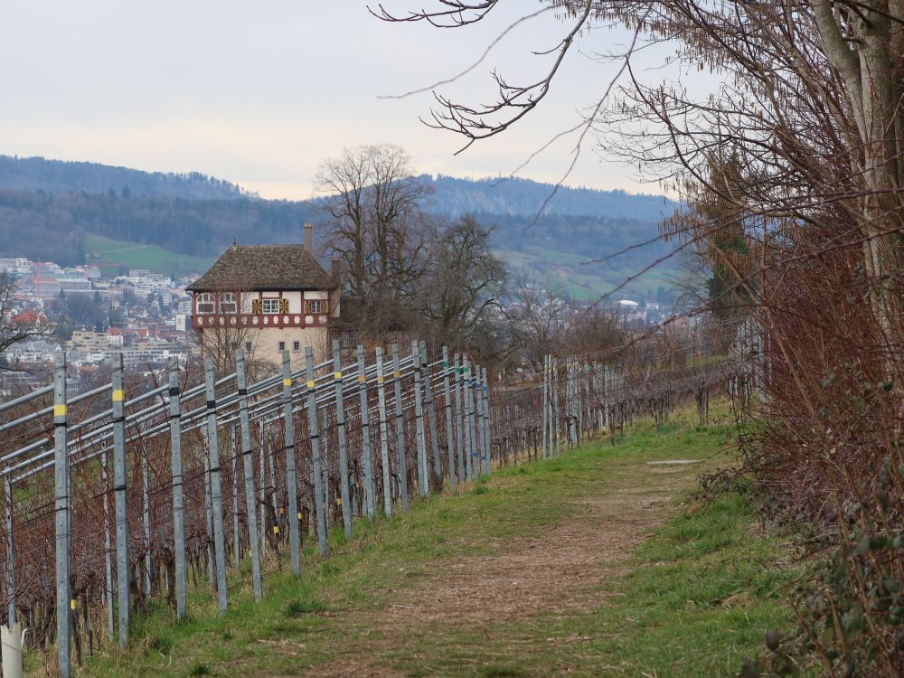 Weinberg auf Halbinsel Au