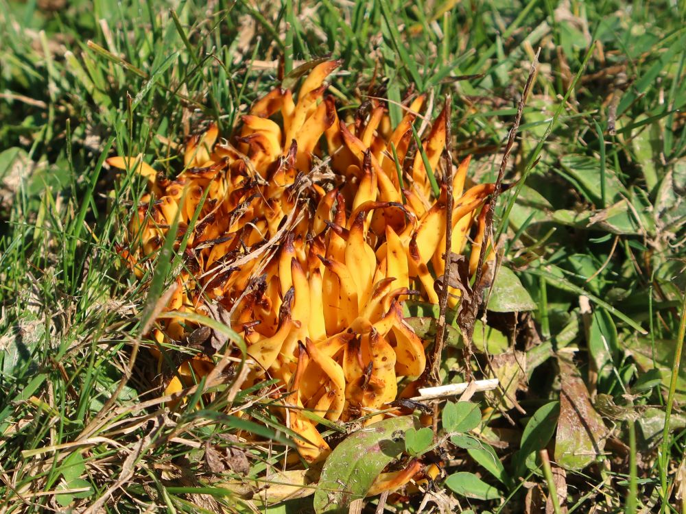Wiesenpilz