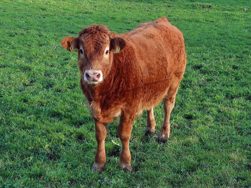 Kalb