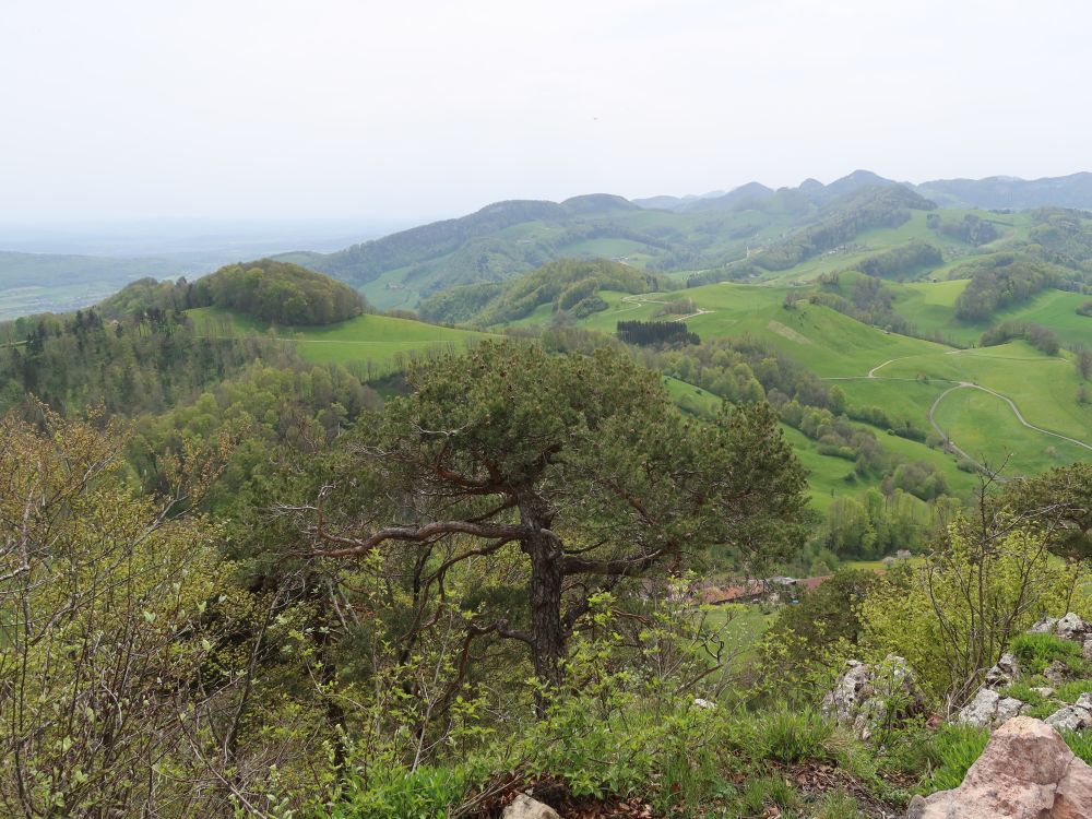 Blick von Flueberg