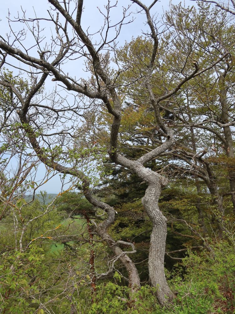 Baum am Flueberg