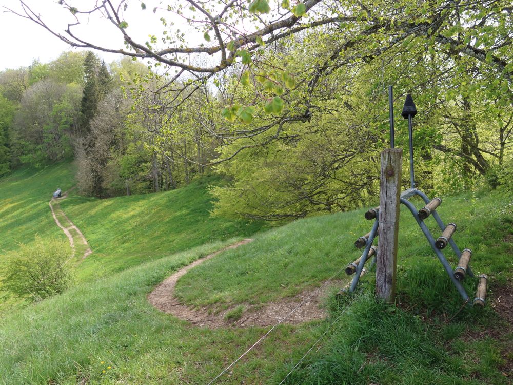 Wiesenpfad bei Froburg