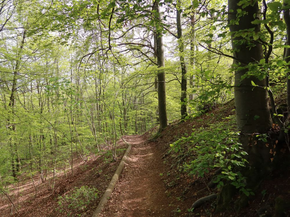 Pfad unterhalb Froburg