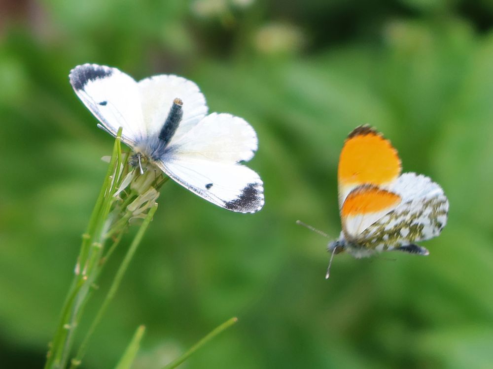 Schmetterlinge Aurorafalter