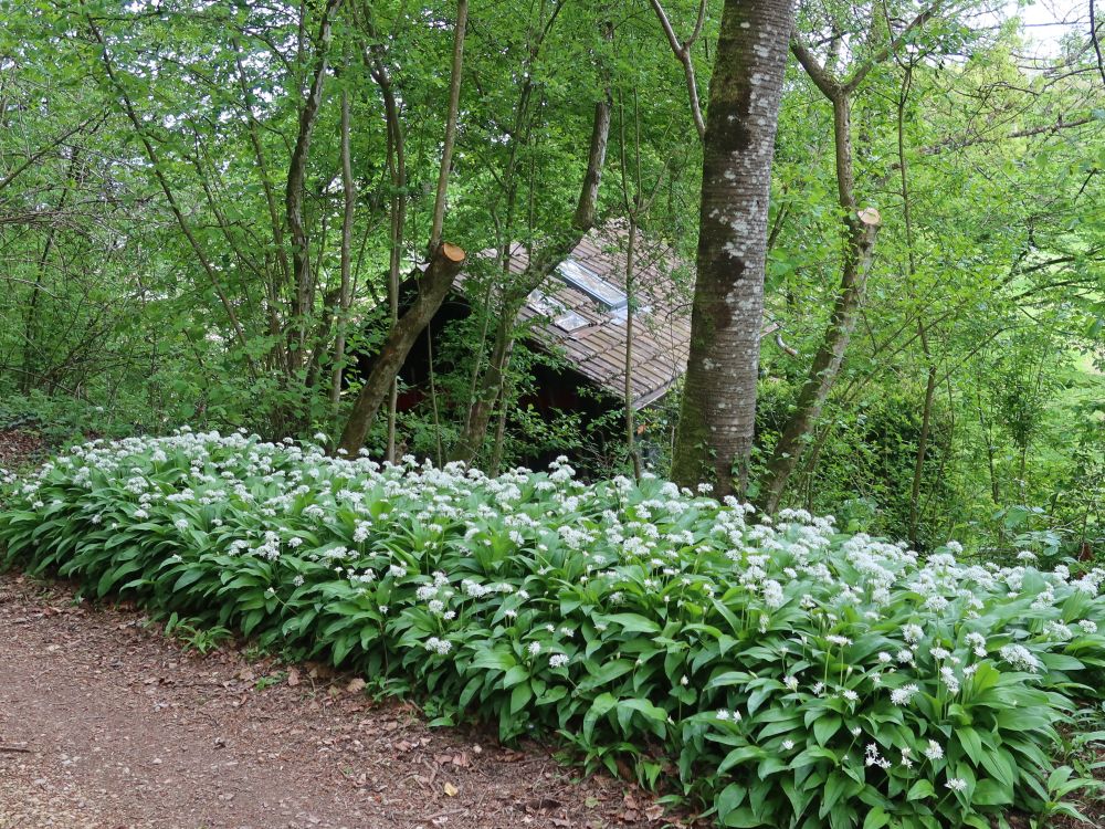 Hütte hinter Bärlauch