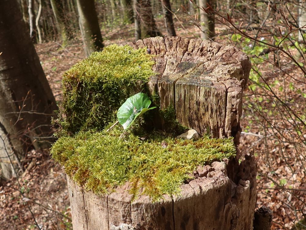 Sprössling auf Baumstumpf