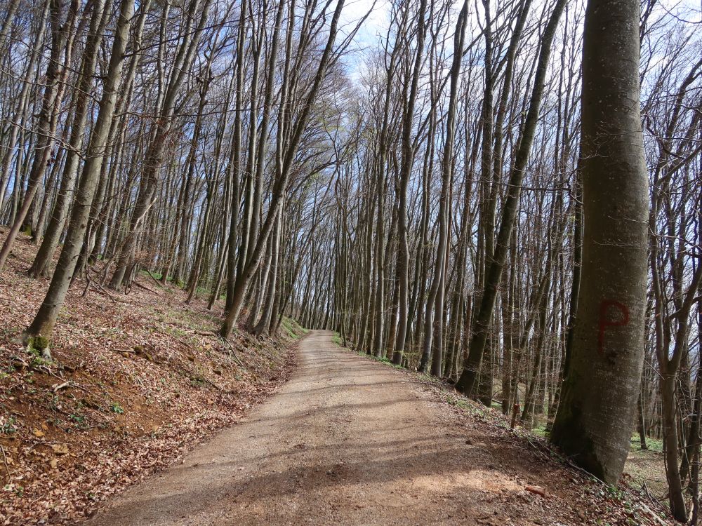 Waldweg