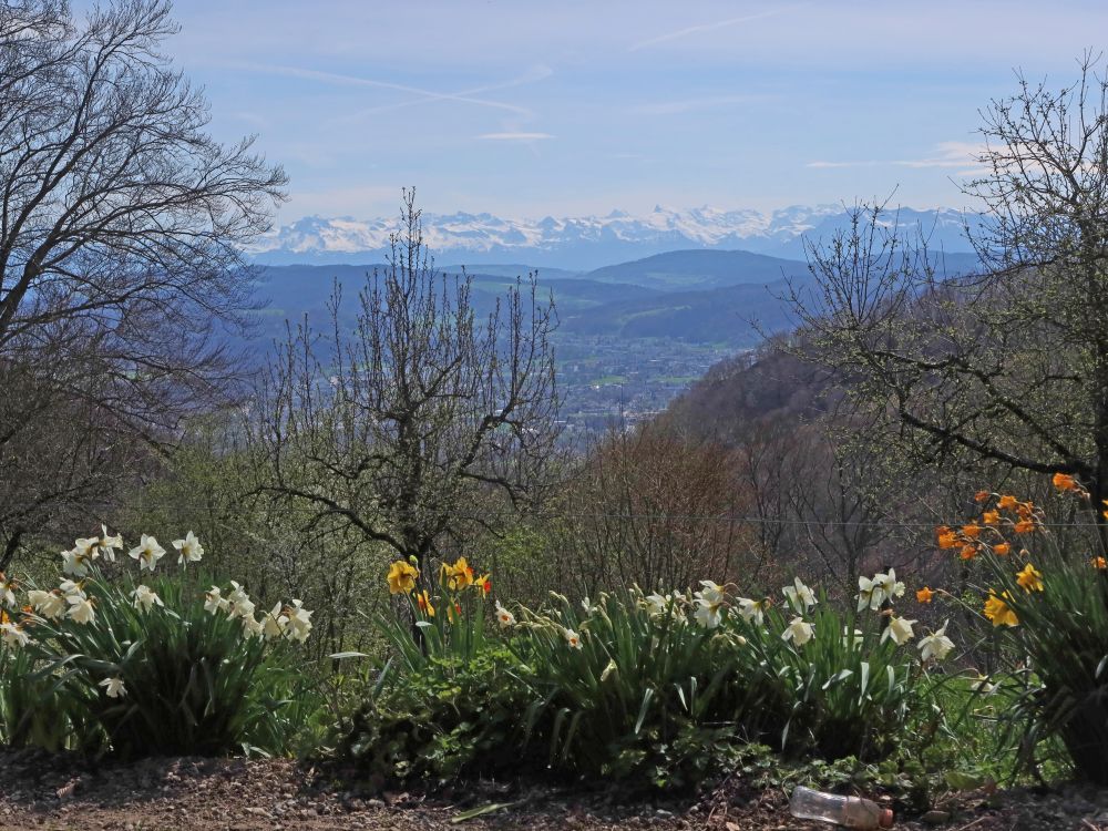 Osterglocken und Alpen