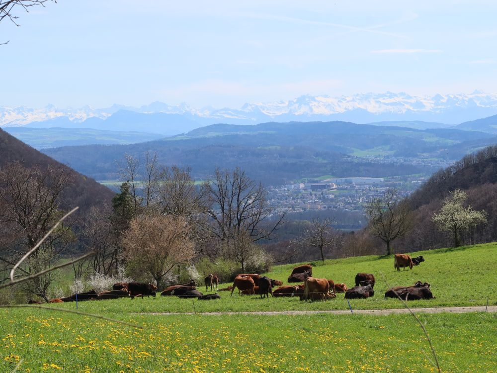 Kuhherde mit Alpensicht