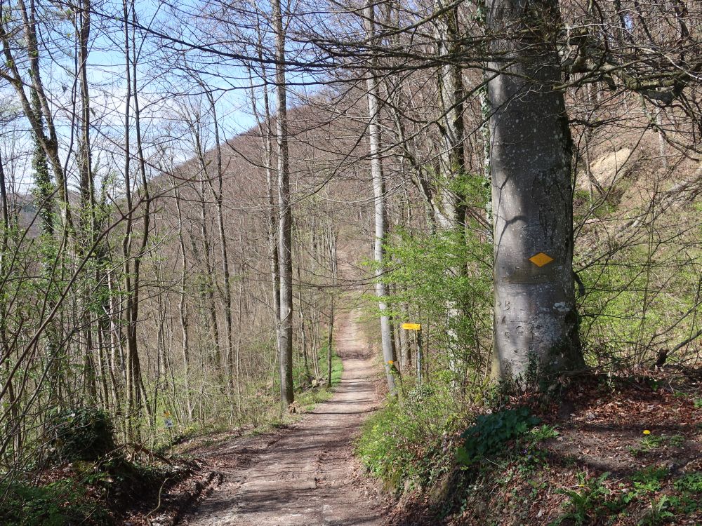 Waldweg