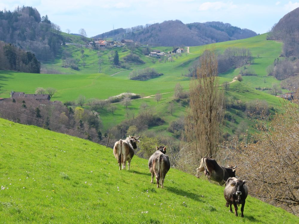 Kuhherde und Blick Richtung Saalhof