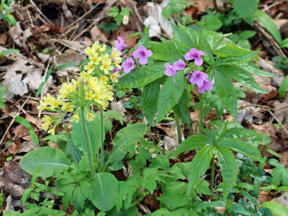 Schlüsselblumen und Zahnwurz