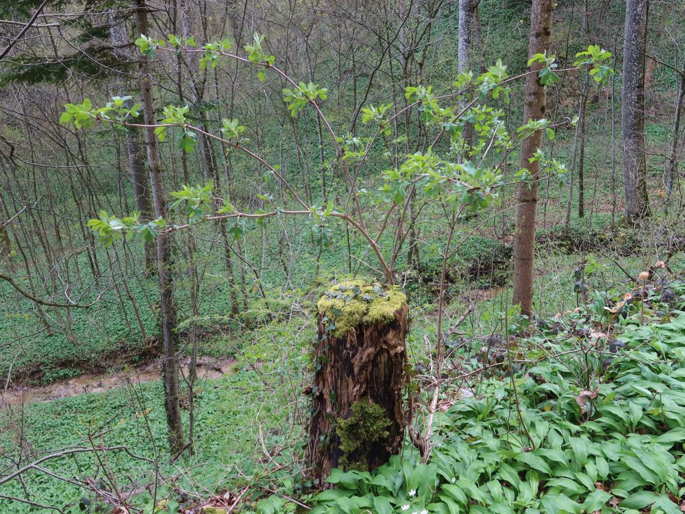 Baumstumpf und junger Baum