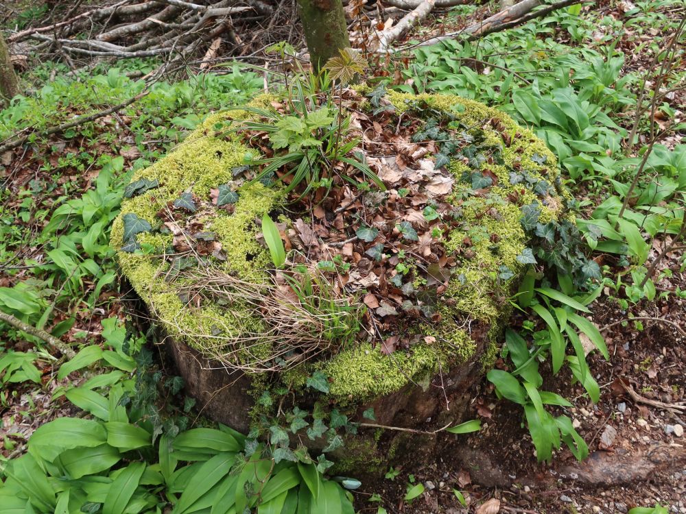 Biotop auf Baumstumpf