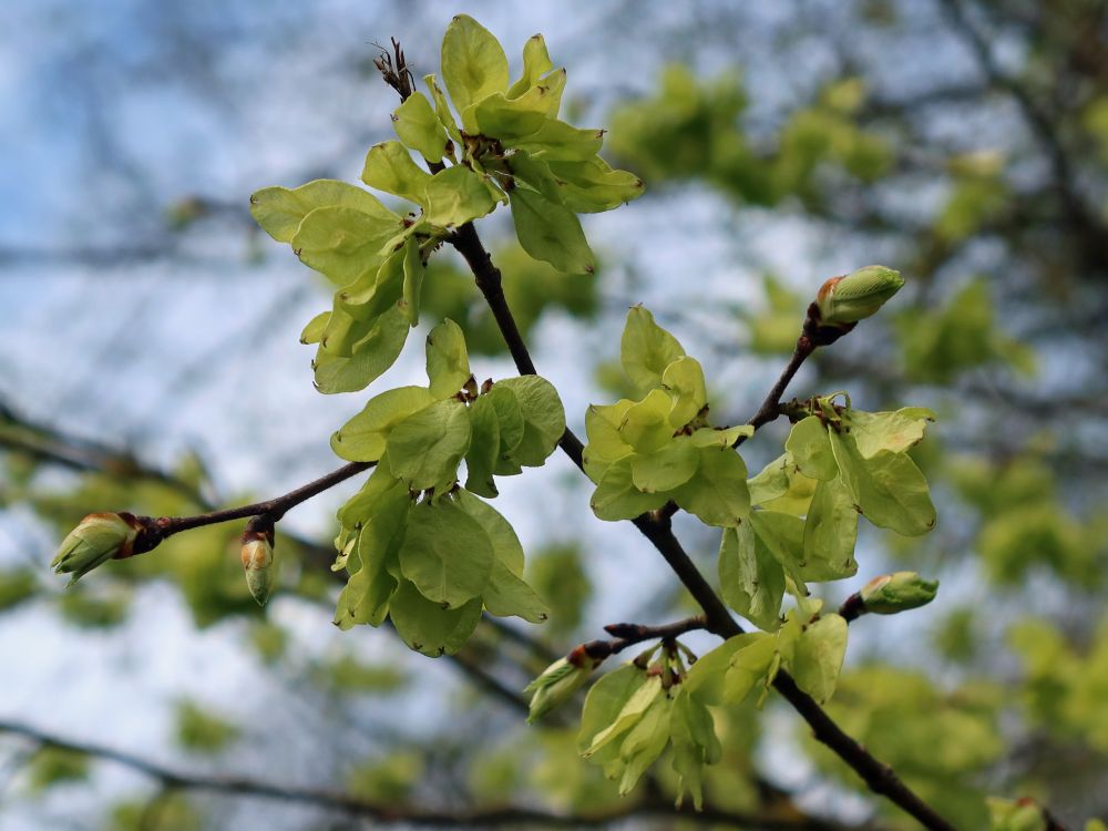 Knospen und neue Blätter