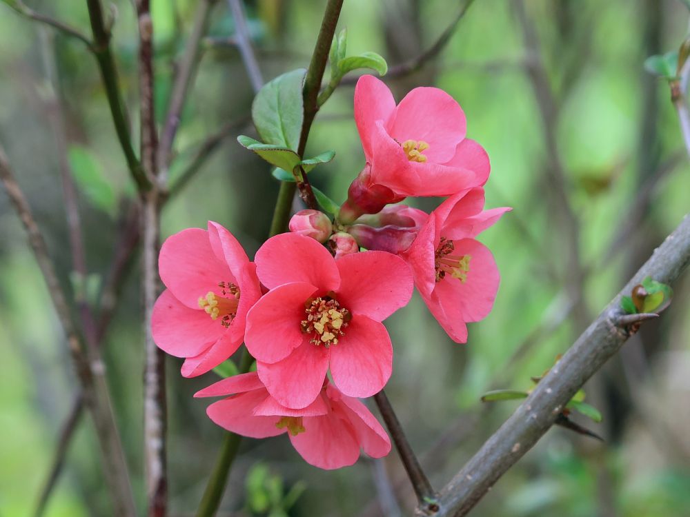 Blüten einer Zierquitte