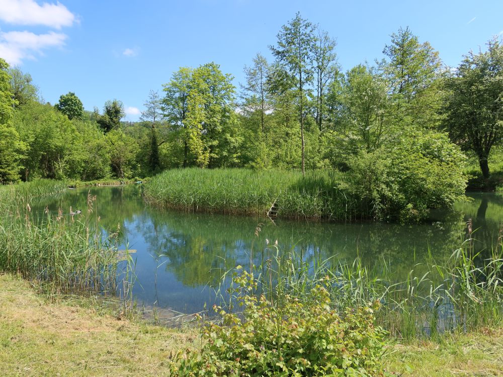 Fischteich