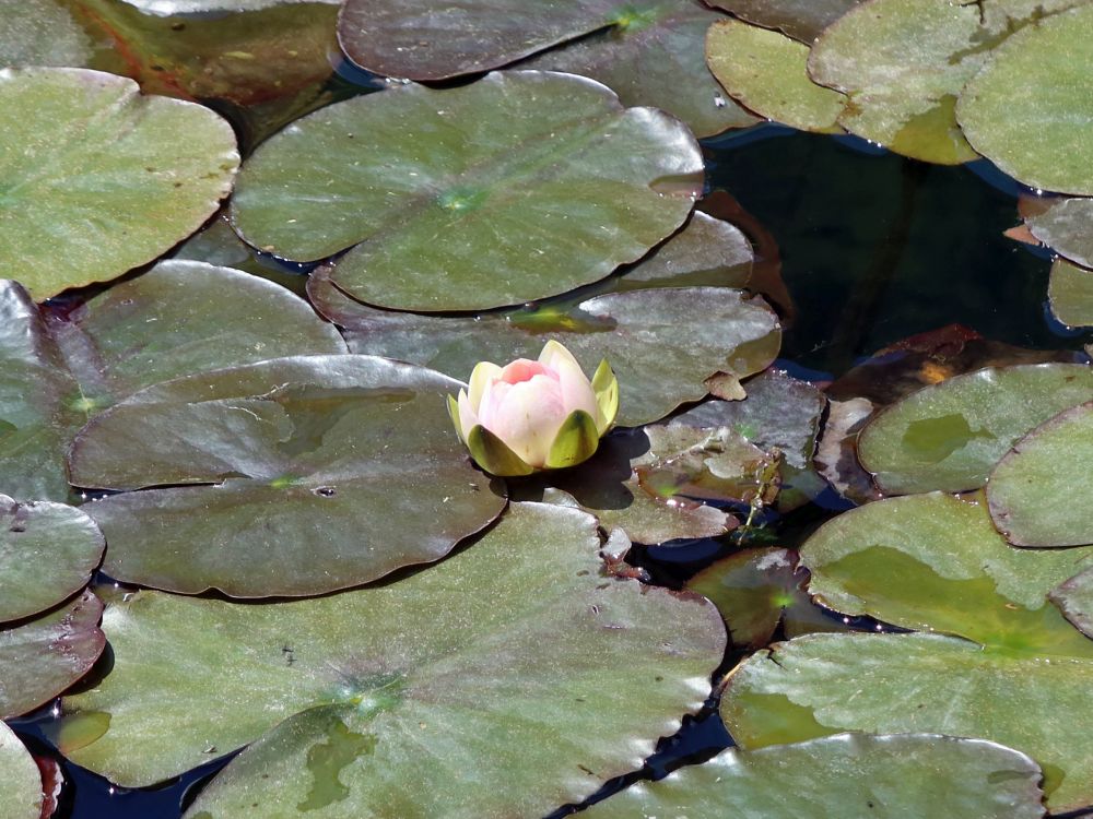 Wasserrose