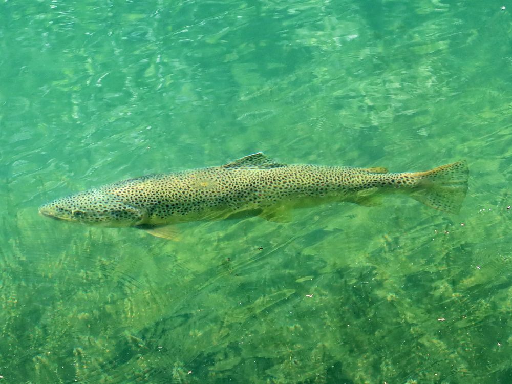 Fisch Forelle
