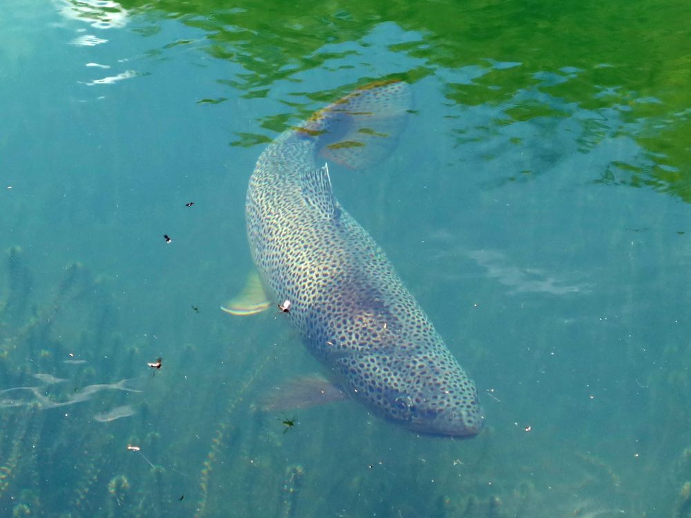 Fisch Forelle