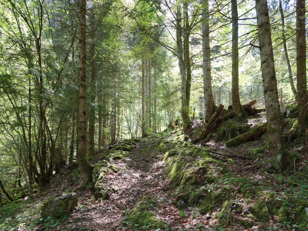 Waldpfad