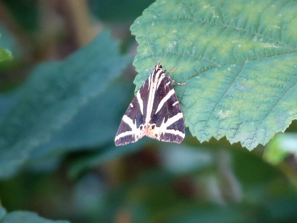 Schmetterling Russischer Bär