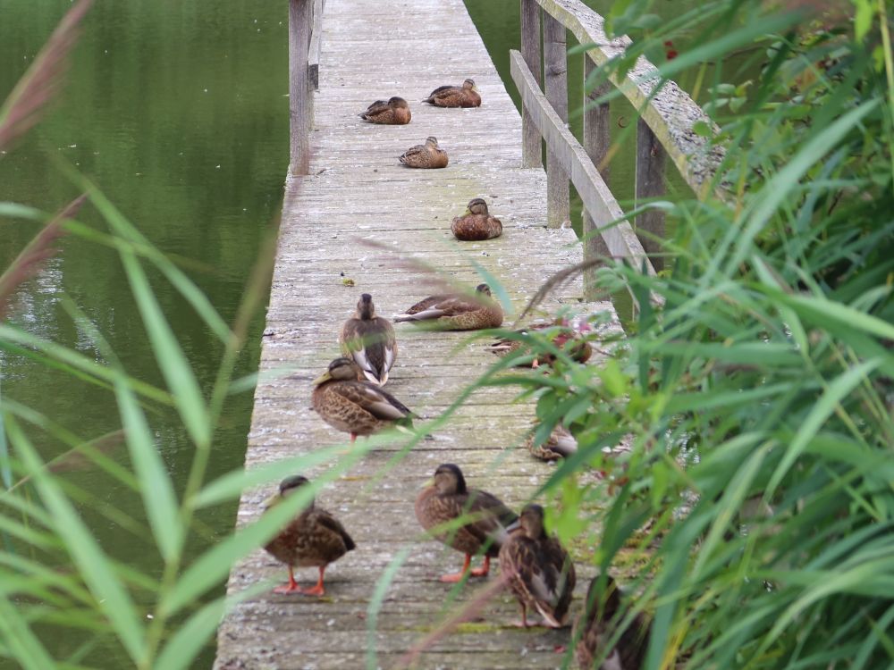 Steg mit Enten