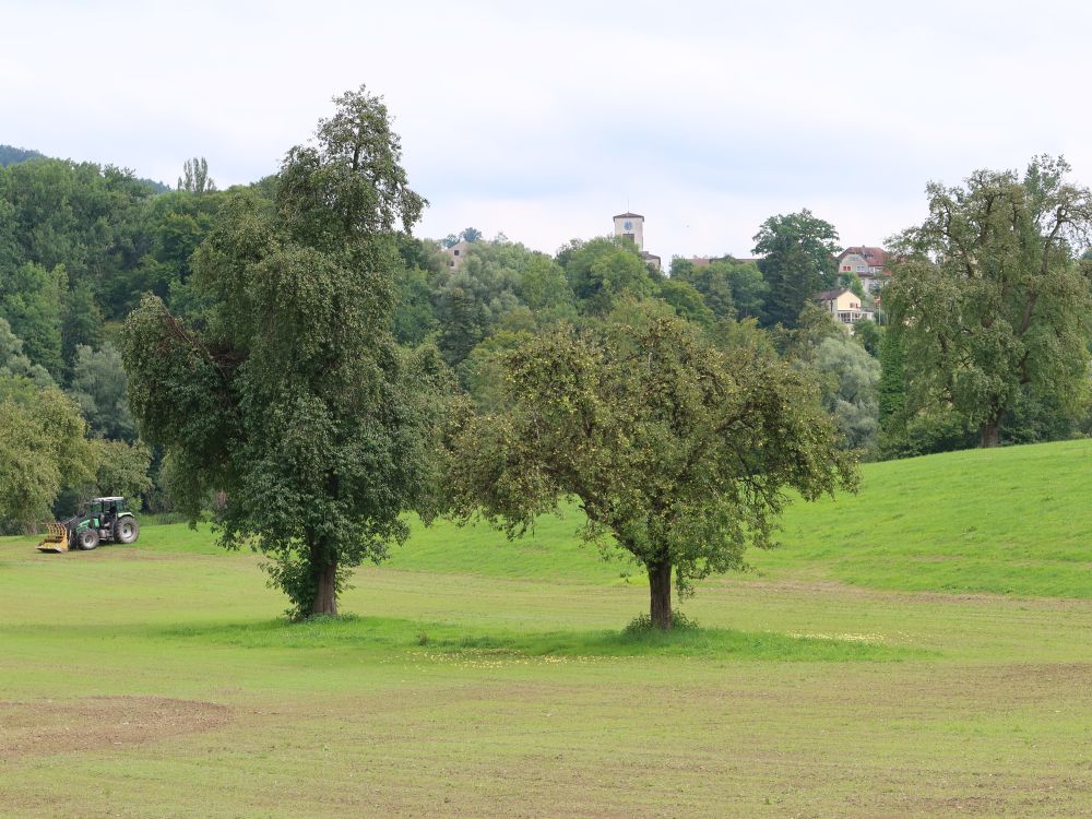 Obstbäume bei Tobel