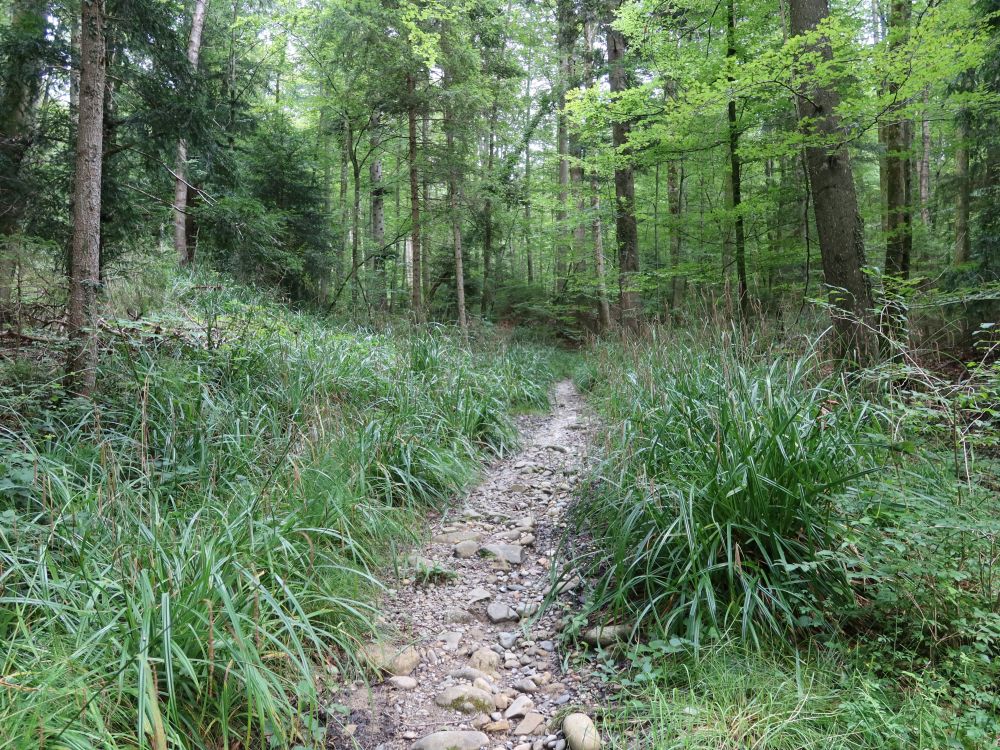 Waldpfad